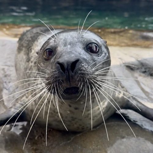 Harbor seal at Utah's Hogle Zoo