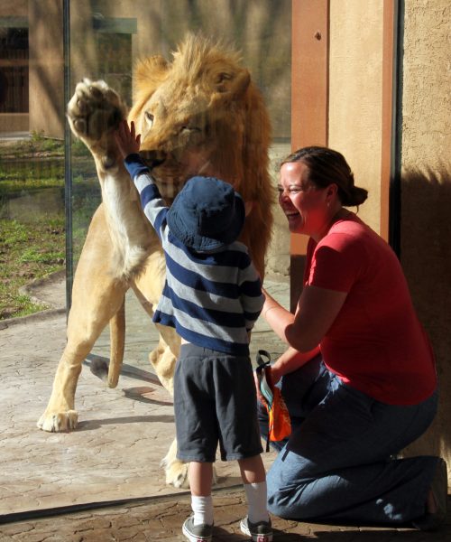Lion with family