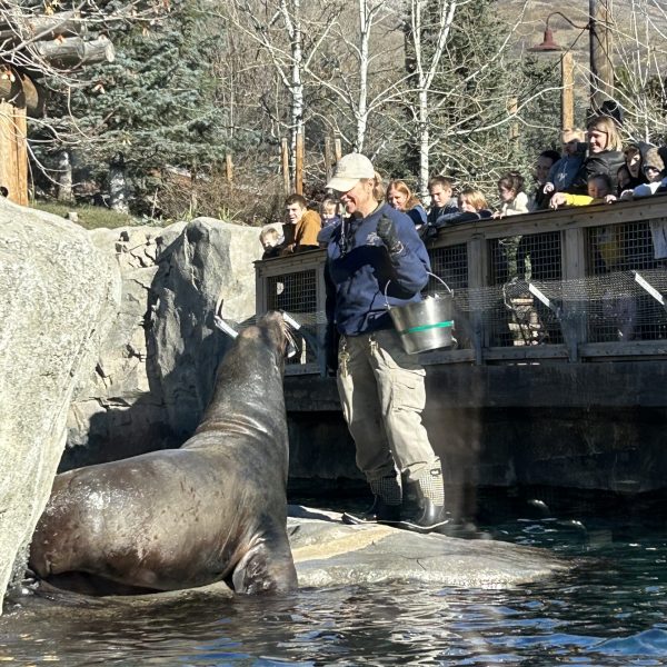 Sea lion training