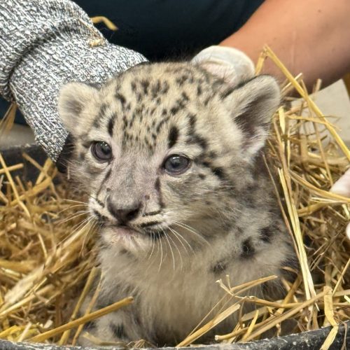 Snow leopard cub bhutan