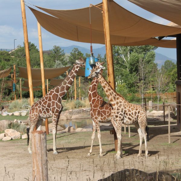 Giraffes eating