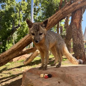 Gray fox Juniper