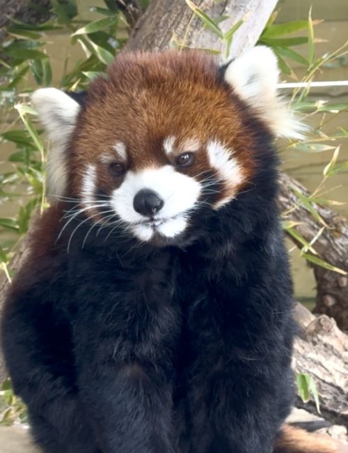 Red panda Kiaria