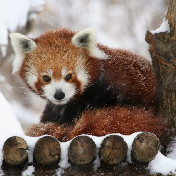 Red panda in winter