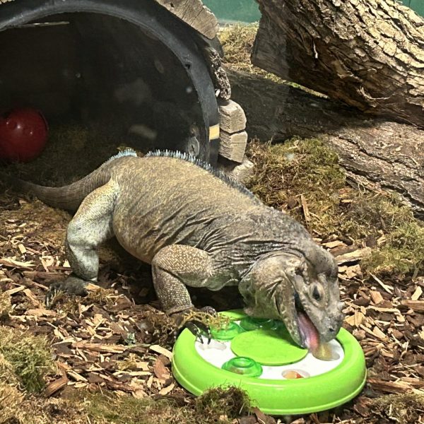 Iguana feeding enrichment