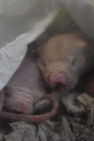 Naked mole rat
