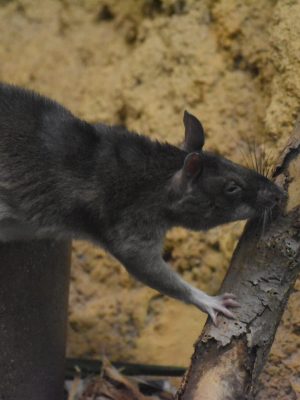 Pouched rat