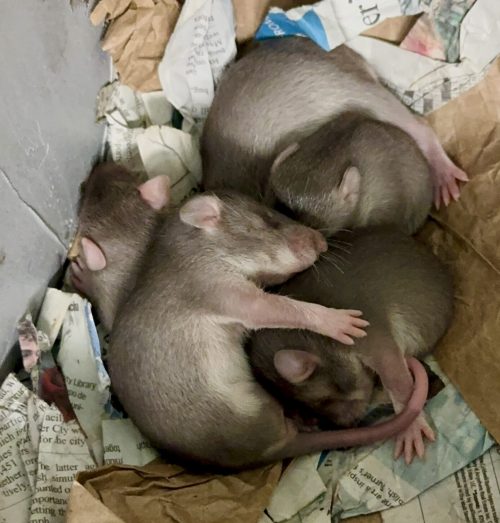Pouched rat pups in a den at Hogle Zoo