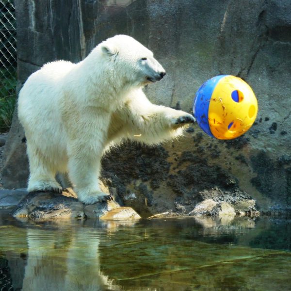 Polar bear enrichment