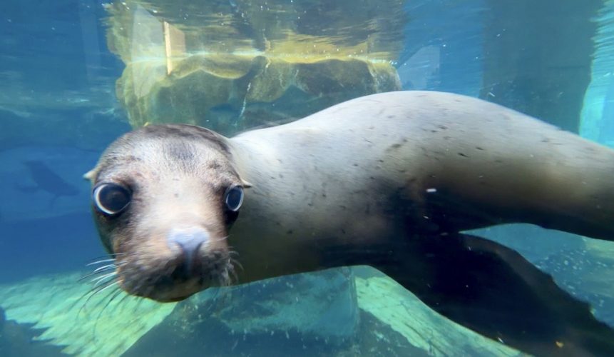 Kenney, sea lion
