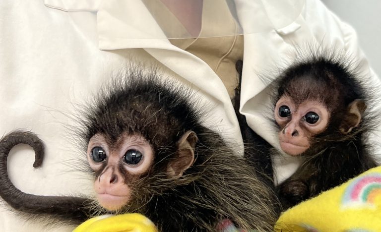 Orphaned spider monkeys at Gladys Porter Zoo