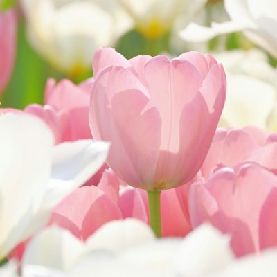 Spring flowers