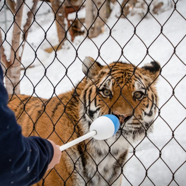 Tiger training