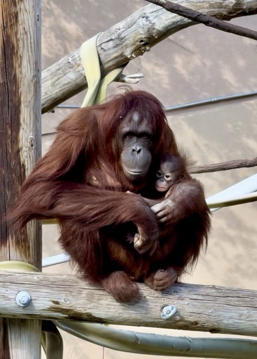 Weila and Acara at Utah's Hogle Zoo
