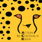 action-for-cheetahs-in-kenya