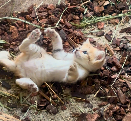 sand cat kitten belly up