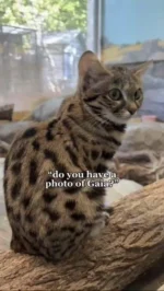 Oh sure, just a few... 

Happy #Caturday from black-footed cat Gaia 🐾🐱

#utahshoglezoo #hoglezoo #blackfootedcat #caturday #gaiacat #cats #catsofinstagram  #utah #zoo