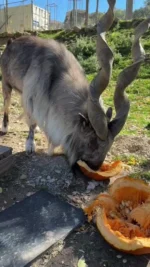 TGIF: Thank *gourd* it’s Friday! 🎃

Markhor Dash and Farah are getting into the fall spirit with pumpkin enrichment ✨🍂

Who are you visiting the zoo with this weekend? 

#utahshoglezoo #hoglezoo #markhor #fall #spookyseason #autumn #utah #zoo