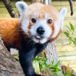 Resident red panda MowMow is off to his next adventure! MowMow recently moved from Utah's Hogle Zoo on a breeding recommendation to Front Royal, Virginia, where he'll reside at @smithsonianzoo's Conservation Biology Institute. While we'll miss MowMow, we're proud to support the Red Panda Species Survival Plan (SSP) in growing red panda populations. 

MowMow's move directly contributes to the conservation of his endangered species—the Red Panda SSP coordinates breeding and transfers to help maintain a genetically diverse, biologically healthy population. The Smithsonian Conservation Biology Institute, which is closed to the public, plays a leading role in global efforts to protect wildlife species from extinction and train future conservationists. 

During his time at Hogle Zoo, MowMow was introduced to female red panda Priya, and together they contributed to red panda conservation with the birth of Dorji in 2023. Dorji recently moved to @ctbeardsleyzoo under another SSP recommendation. After Priya’s passing in late 2023, MowMow took on the rare role of caring for young Dorji—behavior uncommon for red panda dads. MowMow’s gentle nature shone as he groomed, cuddled, and played for hours with Dorji, teaching him how to “panda.” 

Red panda care at Utah’s Hogle Zoo is far from over. Native to the mountainous forests of China, India, Nepal, Bhutan, and Myanmar, red pandas belong to their own family, Ailuridae, and are divided into two species: Ailurus fulgens fulgens (Himalayan red pandas) and Ailurus fulgens styani (Chinese red pandas). Through our partnership with @zoos_aquariums SSP and several recommendations, we’ll soon transition from caring for Himalayan red pandas (like MowMow) to Chinese red pandas. Stay tuned for an announcement coming soon! 

🧡 Thank you to our incredible staff, who work tirelessly to prioritize animal wellbeing at Hogle Zoo. We’re so excited for MowMow’s future! 

 

#utahshoglezoo #hoglezoo