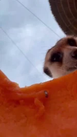 POV: inside the pumpkin 🎃 

Happy Halloween from all of us at Utah’s Hogle Zoo! 👻✨

#utahshoglezoo #hoglezoo #halloween #happyhalloween #spookyseason #meerkats #utah #zoo