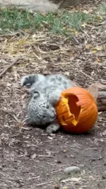 Halloween may be over, but we’re still letting the gourd times roll! 🎃

Nearly five-month-old snow leopard cubs, Pavlova and Bhutan, had no tricks—only treats with pumpkin enrichment!

Have you visited the cubs yet?

#utahshoglezoo #hoglezoo #snowleopard #snowleopardcubs #babyanimals #pumpkin #pumpkins #utah