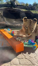 It’s a paw-rty! Lionesses Nobu and Sela celebrated their 12th birthday today with a dozen enrichment candles, filled with tasty treats 🎂🦁

Help us wish these sisters a happy birthday! 🎈 

#utahshoglezoo #hoglezoo #lionness #lions #birthday #utah #zoo