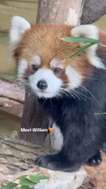 Hello from Asian Highlands! We are so excited to welcome one-year-old Chinese red panda, William, to Utah’s Hogle Zoo! 🐾

William joins us from Lincoln Children’s Zoo as part of our transition to Chinese red panda care, allowing for future breeding opportunities. William is a cautiously curious Chinese red panda, eager to explore new surroundings and enrichment opportunities. William’s care team describes him as a smart panda who enjoys training and learning new behaviors and especially loves snack time with fruit or bamboo. 

Chinese red pandas are well-equipped for life in Utah – they tend to live in colder climates and have larger bodies and longer fur to help keep them warm. With their reddish fur, striped tails, and darker facial markings, these pandas are similar to Himalayan red pandas and face the same threats: habitat loss, degradation, and poaching. 

William’s arrival comes after former Himalayan red panda, MowMow, departed Hogle Zoo on a breeding recommendation from the Red Panda Species Survival Plan (SSP). 

Native to the mountainous forests of China, India, Nepal, Bhutan, and Myanmar, red pandas belong to their own family, Ailuridae. They are divided into two species: Ailurus fulgens fulgens (Himalayan red pandas, like MowMow) and Ailurus fulgens styani (Chinese red pandas, like William). Through our partnership with the Association of Zoos and Aquariums (AZA) Species Survival Plan (SSP) and several recommendations, we have transferred our care from Himalayan red pandas to Chinese red pandas

We are so excited to welcome William to the Hogle Zoo family! 🧡 You can visit him now in Asian Highlands.
