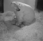 What’s the bear-y latest? Polar bear denning season is here! 🐻‍❄️

Nikita and Neva, resident polar bears, have separated for the next few months while Neva enters denning season. While we don’t know if Neva is pregnant, our team is supporting the polar bears’ natural reproductive seasons. Female polar bears den to provide a safe, protected environment for potentially giving birth. Key word, “potential” – polar bear reproduction is complicated, and many things have to go right.

Female polar bears experience a unique process called delayed implantation, meaning the bears mate in spring, but if an egg is fertilized, it doesn’t implant until fall—and only if the mother has built up enough fat to safely support herself and her future cubs through denning. There’s no pregnancy test for polar bears – since ultrasounds don’t work with their extra thick layers of fat, we can’t always be sure if a female is pregnant or experiencing a “pseudopregnancy,” where she may still den even without cubs on the way. We’ll be here every step of the way to support Neva, no matter the outcome of this denning season.

Our teams have been working hard on the denning process for months, from ensuring she’s physically ready to creating her denning environment. Female polar bears gain up to a third of their body weight before denning, and with an increased diet, Neva reached her highest weight yet—801 lbs! We’ve transformed her den into a quiet, dark, cold space, complete with reinforced HVAC and soundproofing for minimal disruption. She’s been calmly nesting and resting, showing signs she’s comfortable and confident in her space.
 
While Neva stays in her den, Nikita continues training and interacting with enrichment. You may notice some changes in Rocky Shores, designed to support Neva’s denning process. To keep their habitats quiet and undisturbed, our teams have been entering their space less frequently for cleaning and maintenance, so you may see increased window marks.
 
🤍We continue taking this process one step at a time, remaining cautiously optimistic, and are prepared to help the bears thrive in whatever situation they show us is best for them.