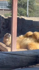 Drying off, scratching an itch, AND getting comfy? Triple threat. 🐻‍❄️ #MultitaskingKing

Get your weekend plans out of the group chat and join us for a zoo day! 🐾 A @mountainamericacu #ProTip ➡️ buy your tickets online to save $2!

#utahshoglezoo #hoglezoo #polarbear #polarbears #animalsdoingthings #utah