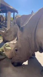 🦏🤍 As the days get chillier, rhinos George and Princess are choosing to kick back indoors, where their team ensures they stay comfortable and healthy in their golden years. 

At 48 and 45, these geriatric giants are among the oldest southern white rhinos under human care. They receive daily treatments to support them as they experience age-related degenerative changes and declining health. 

🩺 Geriatric Giants Update: 

As we’ve been treating George’s rapidly advancing cancer in his rear left leg, our expert animal care and health teams discovered two new masses on the back half of his body. 

While there are no long-term cancer treatment options due to his age, size, and thick skin, we monitor and adjust his daily medications to support his comfort and mobility. 

Princess has experienced one more seizure since her first one in July. We continue to consult with rhino experts as we’ve been treating her seizures with twice-daily medication and modified care. 

Every day, a dedicated team of zoo experts, including veterinarians, keepers, and operations, works together to provide George and Princess with the highest level of care. Their advanced geriatric care is evidence of our team's commitment to wellbeing as animals enter the end of their lives. While we don't know how much time we have with these geriatric giants, having them under our care is a privilege. 

Read more about their care at the link in our bio. 

#utahshoglezoo #hoglezoo