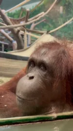 The way Acara looks at you > everything else 🥹

🦧This week is #OrangutanCaringWeek, highlighting orangutans and how we can help protect this critically endangered species. 

Head to our story highlights to learn why orangutans are critically endangered and how you can champion this species with the @wazaglobal PalmOil Scan app. 

Drop a 🧡 to share your APE-preciation for resident Bornean orangutans Mia, Kawan, Acara, and Tuah!

#utahshoglezoo #hoglezoo #orangutans #orangutan #ape #utah #zoo