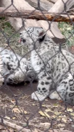 Just two fluffy ninjas perfecting their takedown moves❄️🐾

Snow leopard siblings Pavlova and Bhutan are growing fast—and mastering their big cat skills even faster. They're eating whole prey foods like meat and bones, jumping, stalking, and, of course, wrestling.

#utahshoglezoo #hoglezoo #snowleopardcubs #cubs #babyanimals #snowleopards #catsofinstagram #cats #utah