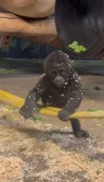 Blink, and he's 6 months old! Baby Addo continues to grow (and steal hearts) by the minute 🧡

He's also hitting more exciting milestones! Addo's eating more solid foods, climbing, crawling, and even starting to play with dad Husani and sister Georgia—when Mom gives the okay 😊

Can you believe how much this little guy has grown in just 6 months? 

#utahshoglezoo #hoglezoo #babygorilla #baby #babyanimals #gorilla #utah #zoo