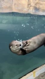 Floatin’ and snackin’…name a better way to spend your Saturday 🦦😌

#utahshoglezoo #hoglezoo #otters #weekend #weekendmood #utah #zoo