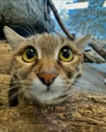 Gaia, the beloved black-footed cat, is all grown up and embarking on a new journey! Based on a breeding recommendation by the @blackfootedcatconsortium, which coordinates breeding and transfers to help maintain a genetically diverse, biologically healthy population, Gaia has made her move to Cameron Park Zoo in Texas.
 
Weighing in at just under three pounds, Gaia became a guest sensation when she arrived at Hogle Zoo in 2023. Her strikingly large eyes, small demeanor, and vital role in conserving her vulnerable species made headlines across the globe. While we’ll miss Gaia, we’re excited for her to begin this new chapter and possibly start a family of her own.
 
Fear not, black-footed cat enthusiasts—Hogle Zoo’s commitment to caring for this deadly and fascinating species is far from over. Hogle Zoo has actively and successfully participated in the Black-footed Cat Consortium, welcoming many kittens and educating the community about these charismatic but deadly cats. We’ll have updates about new residents to share with you soon!
 
In the meantime, we invite you to look back on some of our favorite photos of Gaia and wish her bon voyage on her next adventure 🧡
 
 
#utahshoglezoo #hoglezoo #blackfootedcat #gaiacat