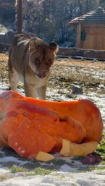 Big cats: 1, pumpkins: 0. Wishing you a feast as fun as this one! #HappyThanksgiving

#utahshoglezoo #hoglezoo