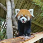 William's setting the bar high for #TongueOutTuesday 😋 

Have you been to visit our fluffiest new resident in Asian Highlands?

#utahshoglezoo #hoglezoo #redpanda #tongueouttuesday #cute #animalsdoingthings #utah #zoo