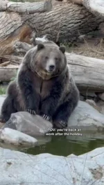 If you think your productivity is low today, the grizzlies *might* just have you beat 😆. Bears Dolly, Koda, and LouLou are starting to enter torpor, which is a survival tactic similar to hibernation, but not the same. Think of torpor as hibernation *lite*.

When bears are in torpor, everything slows down: their heartbeat, breathing, metabolism, and body temperature. They eat less, sleep more, and take time to relax. Basically, living the dream we all wish for after a holiday 😌

#utahshoglezoo #hoglezoo #torpor #grizzlybear #bears #mood #monday #utah